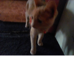 Ginger my cat