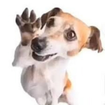 Doggos Only Group