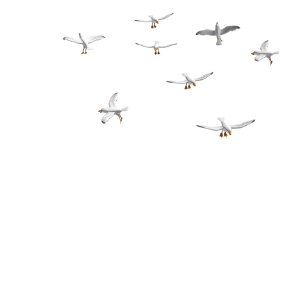 Flock of Attack Seagulls
