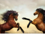 Horse club!!!!!!