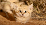 -= The Kitten Group! =-
