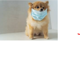 ᴅᴏɢ!