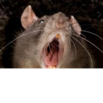 Rats epic and chill