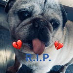 Gizmo Memorial Group