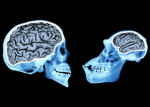 Small Brain Energy Studio.