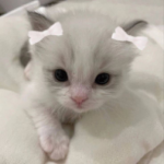 hweartisfy
