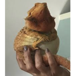 Beefy queens and kings