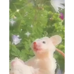 Poopiebutheads