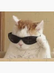 Best-cat ever to be named _333