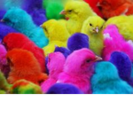 team rainbow poulet
