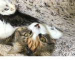 The cats of love