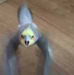 Borb studios