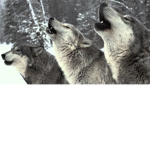 the official NORTH-WOLF-PACK