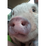 Dance piggy