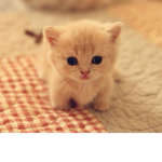 Kitty sky blue!!