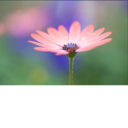 The flower:)'s Place Number: 1