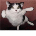 FlyingCat[1]