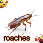 ~~ roaches ~~
