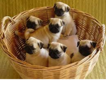 The Doggy Gang