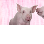 Pig Pounce Cafe