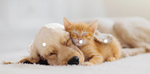 Dog or wolf people place,also cats!!