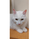 Snowball's official group