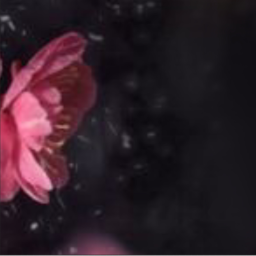 🌺