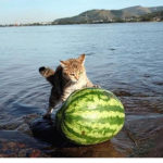 Official Melon Group