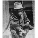Mafia monkey’s