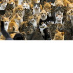 Kittys Freindly Cats