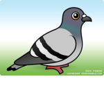Pigeon Party