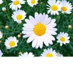 Daisy's official group