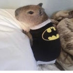 CapyBara Hustlers