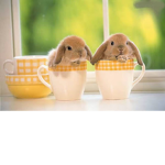Pretty bunnies