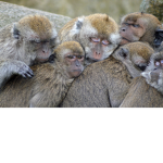 Monke Group. . .