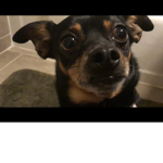 my dog's support