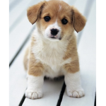 We all love dogs super much