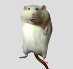 StinkyRatGames