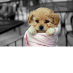 love dogs thay are my freind