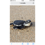 turtles in trouble