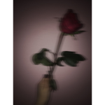 Rebellious Roses!