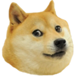 dogedogedogedogedoge