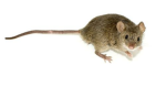 Mouse game dev group