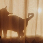 #CAT SQUAD#