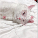 Preppyxparadise2