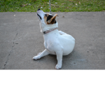 cute puppy'#