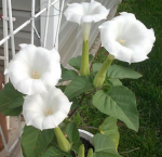 Datura.co
