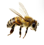 DA BEEZ!!! :D