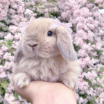 pawbun