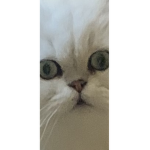 The furry killer